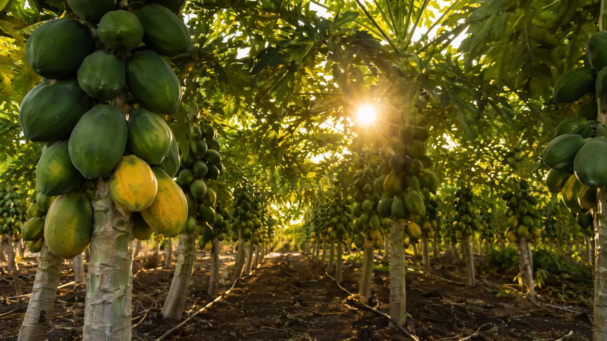 Cultivo de papaya