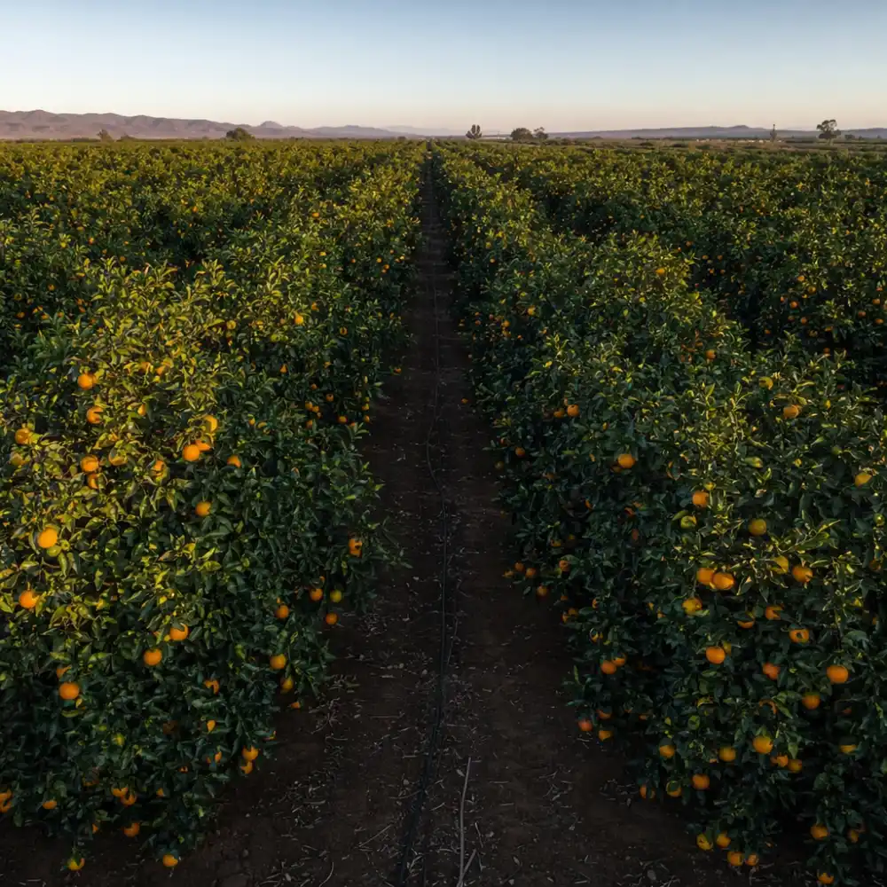 Naranja Valencia