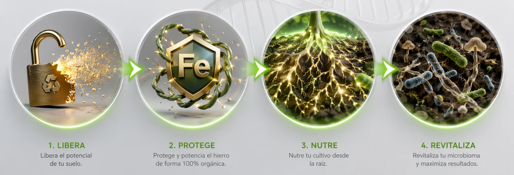 Las 4 fases del mecanismo de acción de OPTIMUS: desbloqueo, quelación, activación radicular y estimulación del microbiota